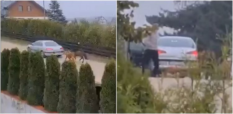 (fot. nagranie świadka zdarzenia)