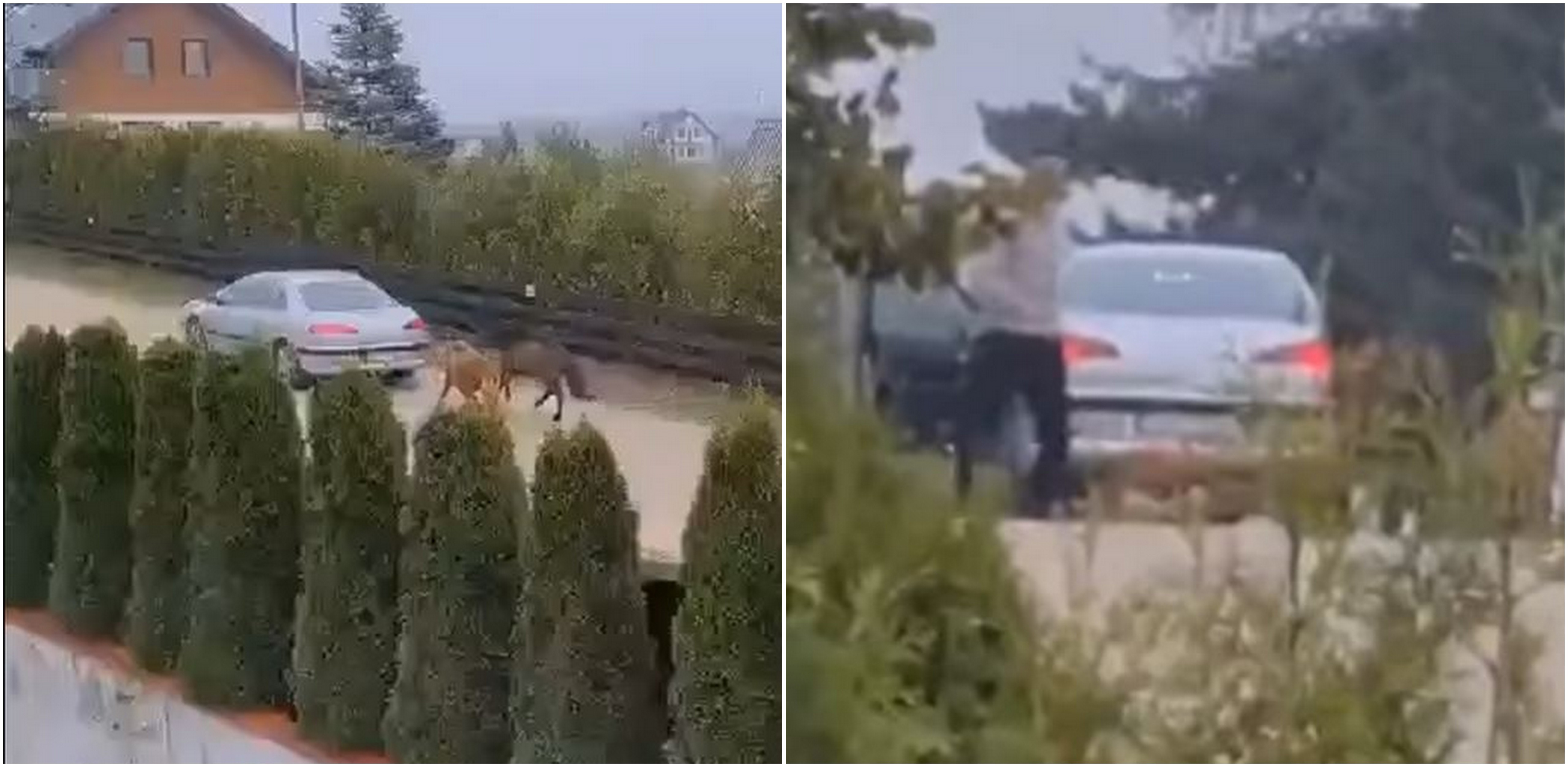 (fot. nagranie świadka zdarzenia)