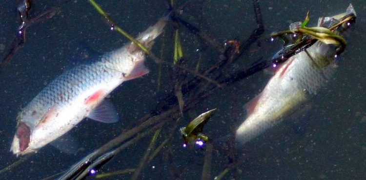 Zdjęcie ilustracyjne (fot. Wikipedia)