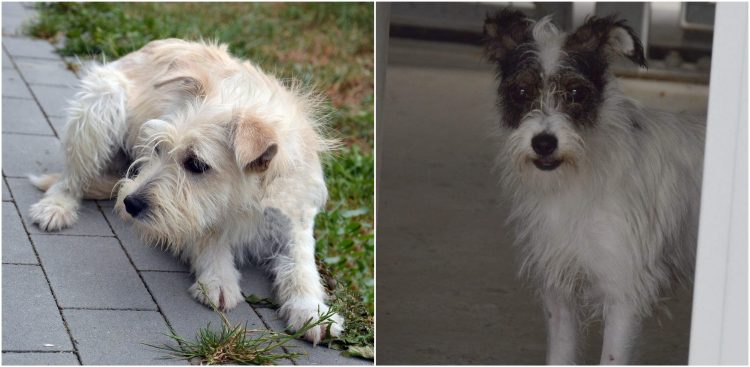 (Fot. słupskie schronisko dla zwierząt)