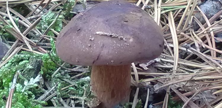 (Fot. Wikimedia Commons/Koefbac)