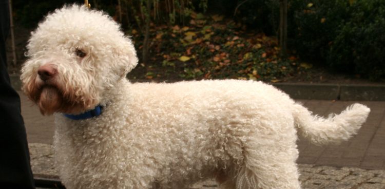 (fot. Wikimedia Commons)