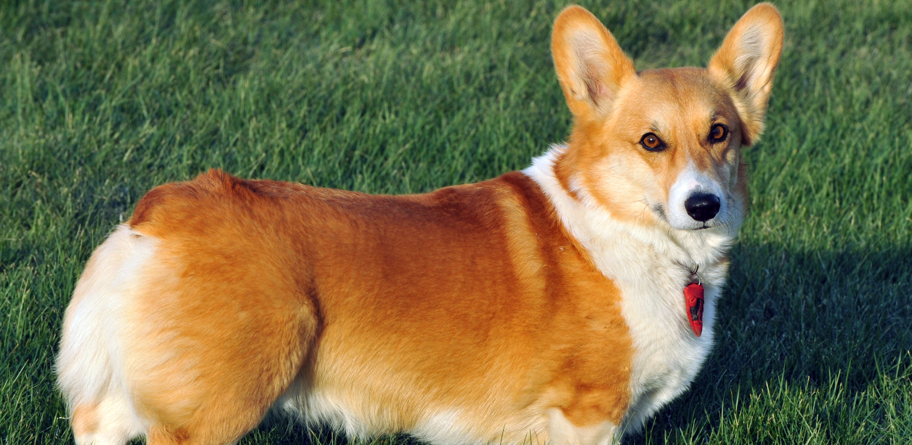 (fot. Wikimedia Commons)