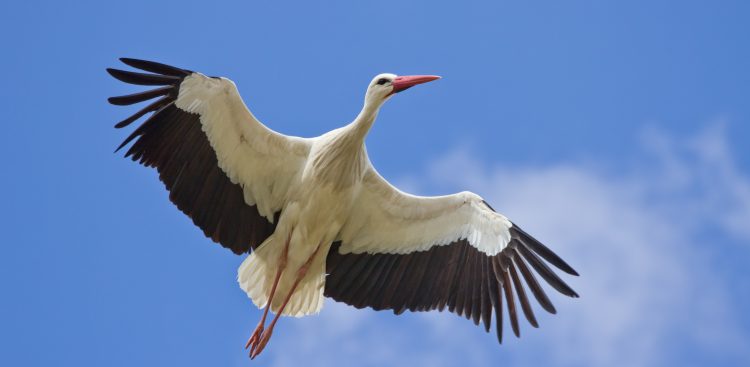 (Fot. wikimedia.org)