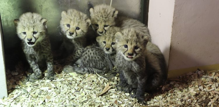 (Fot. Facebook/Gdański Ogród Zoologiczny)