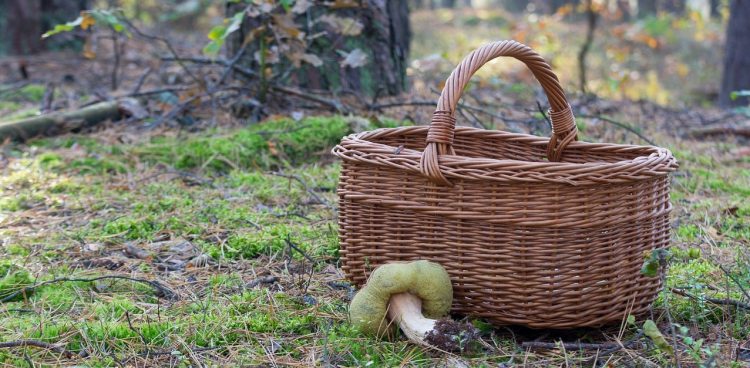 Fot. pixabay.com / Zdjęcie poglądowe