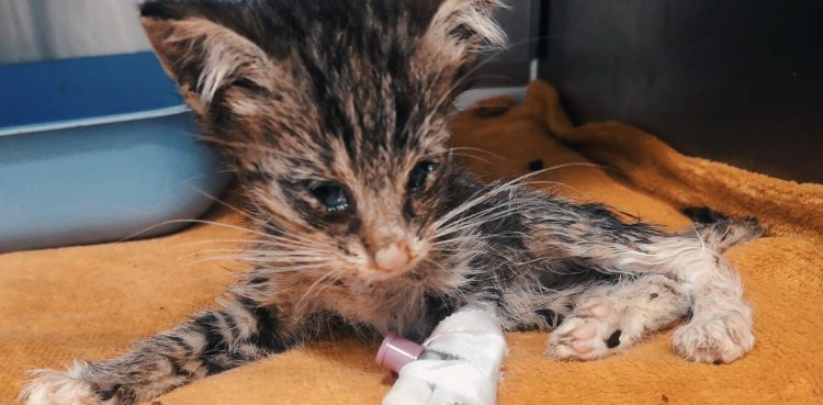 Fot. Schronisko Słupsk