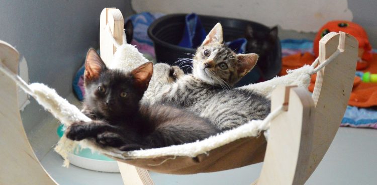 Fot. Schronisko Słupsk