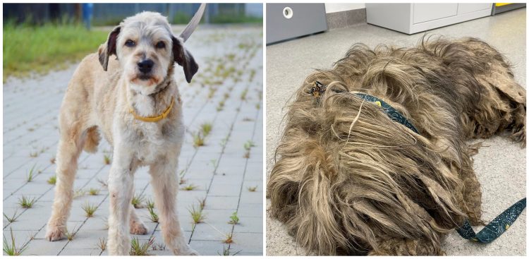 (fot. Schronisko dla Zwierząt w Słupsku)