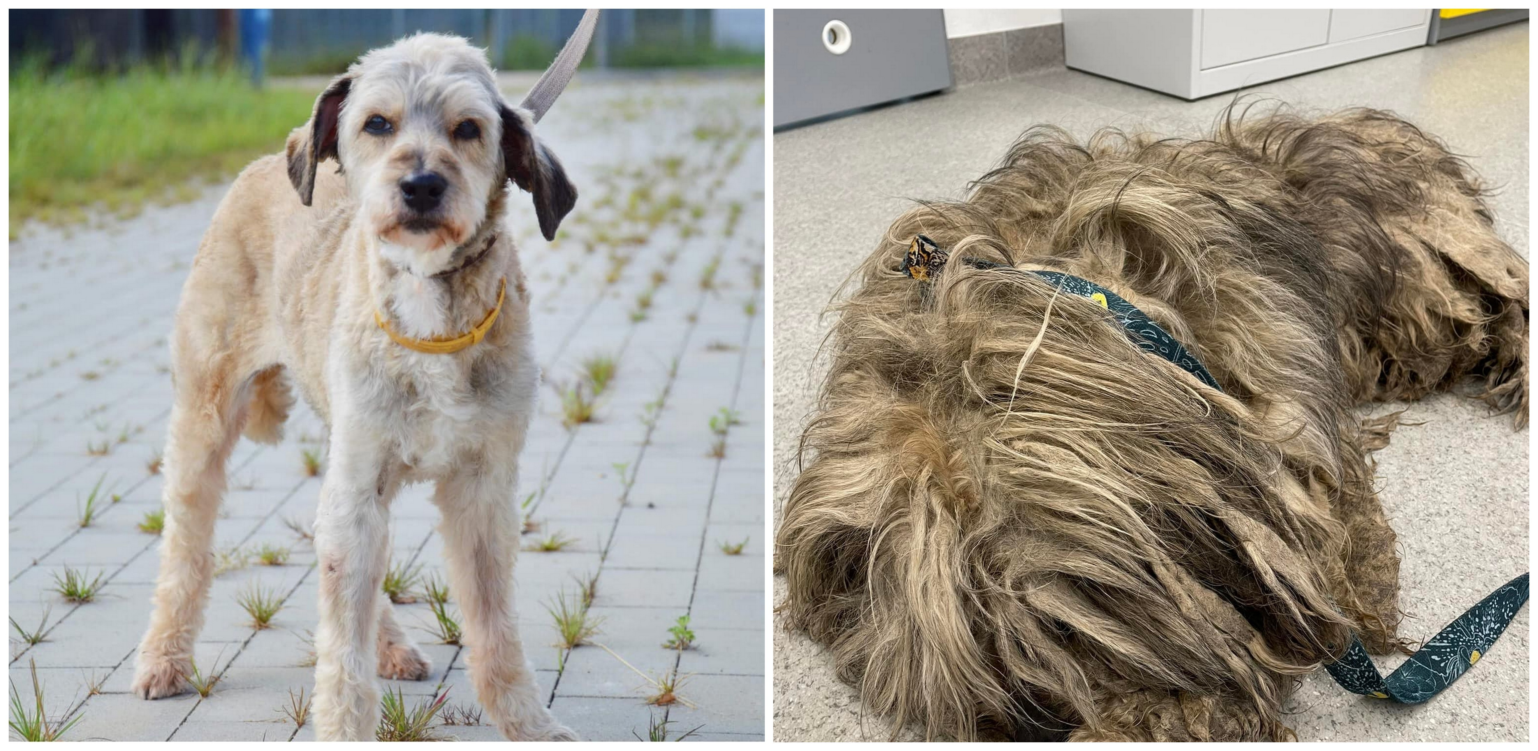 (fot. Schronisko dla Zwierząt w Słupsku)