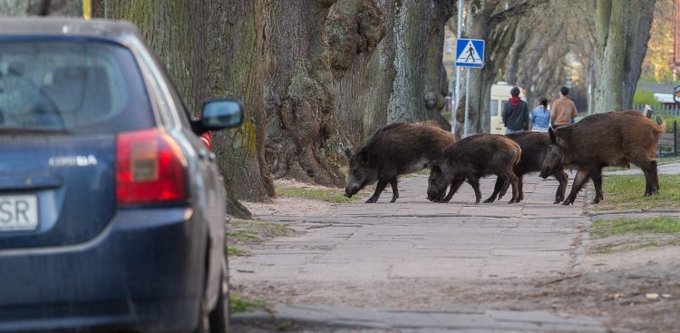 (Fot. Anna Rezulak / KFP)