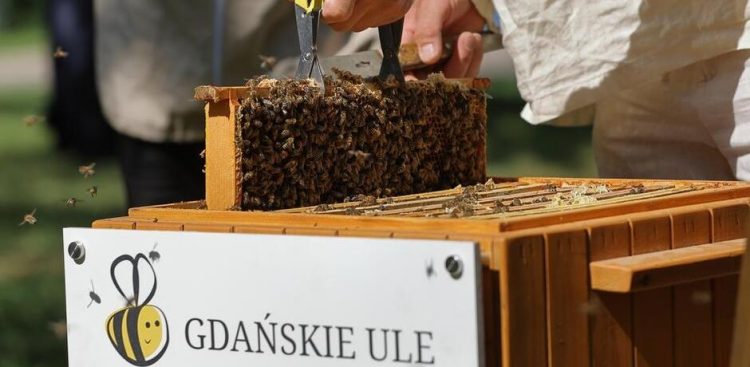 (Fot. Grzegorz Mehring/ gdansk.pl)