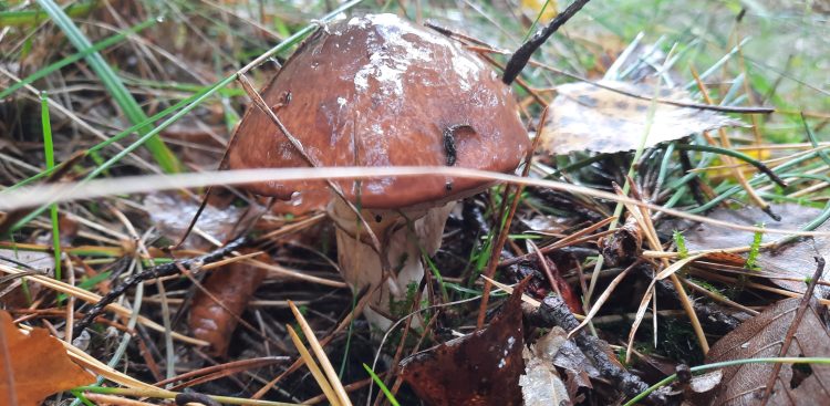 (fot. Radio Gdańsk/Tatiana Slowi)