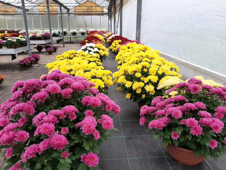 (Fot. Radio Gdańsk/Sebastian Kwiatkowski)