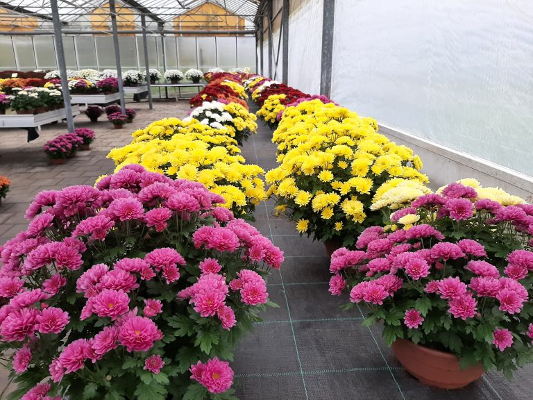 (Fot. Radio Gdańsk/Sebastian Kwiatkowski)