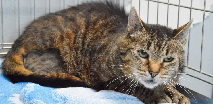 (fot. słupskie schronisko dla zwierząt)