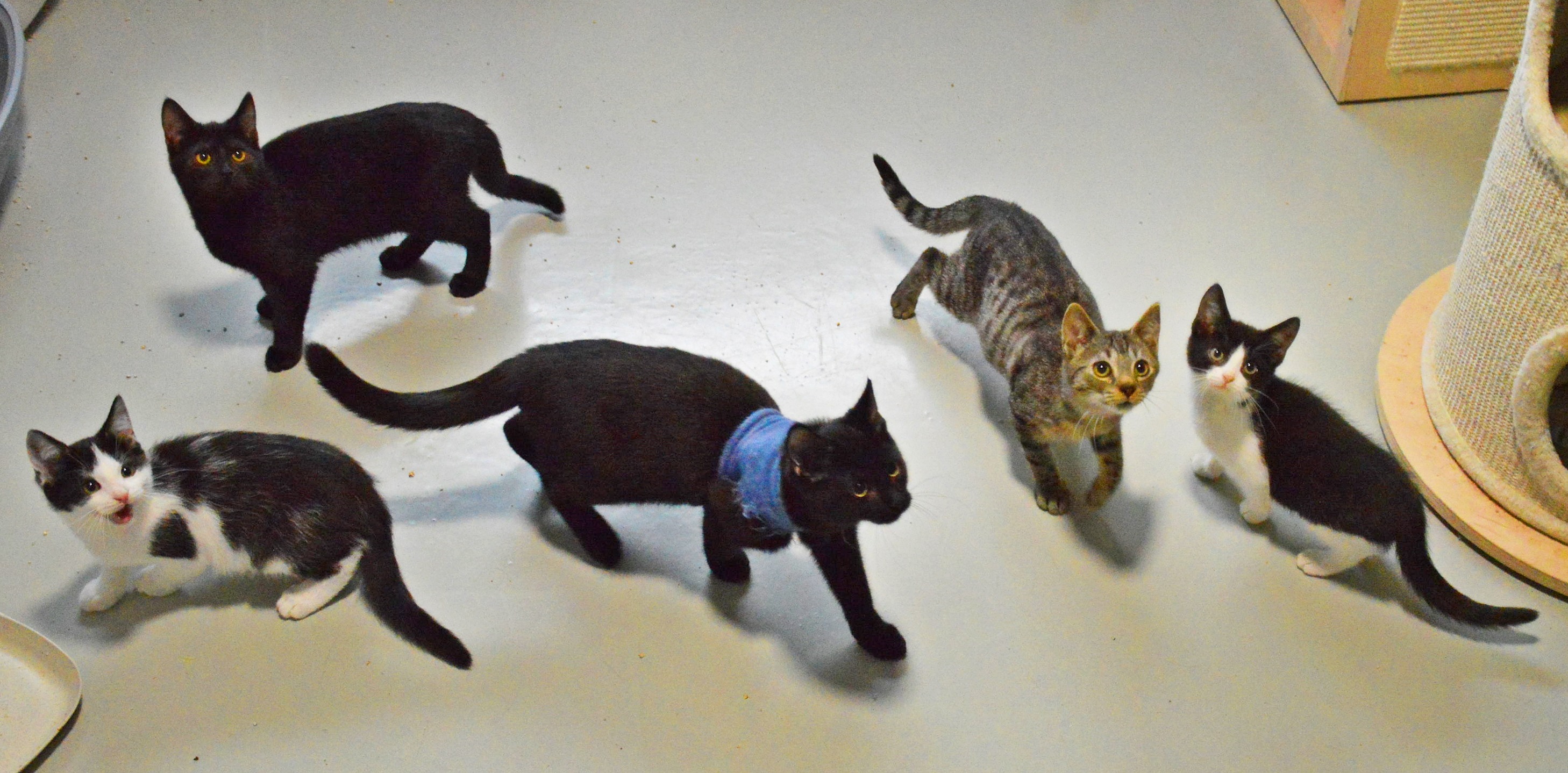 (Fot. słupskie schronisko dla zwierząt)