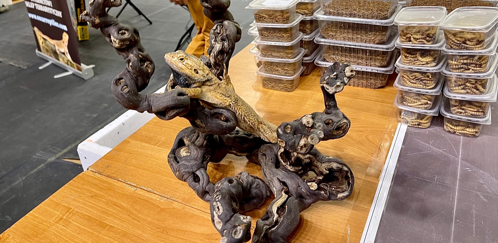 (Fot. Radio Gdańsk/Marta Włodarczyk)