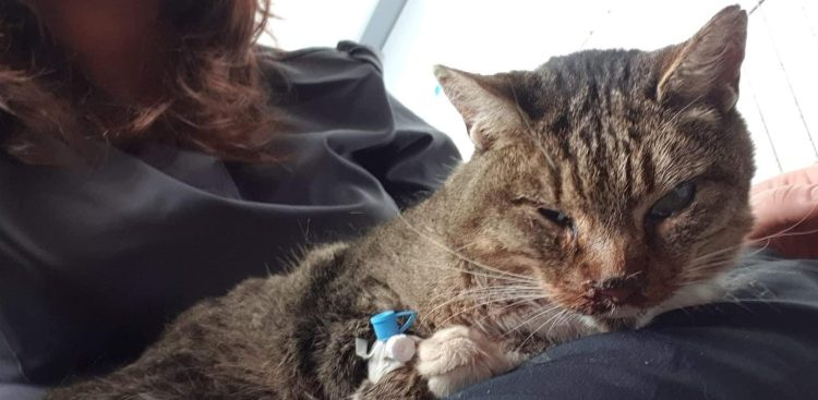 (Fot. słupskie schronisko dla zwierząt)