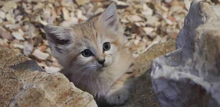 (Fot. Gdański Ogród Zoologiczny)