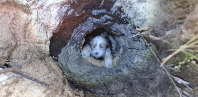 (Fot. Straż Miejska w Gdańsku)