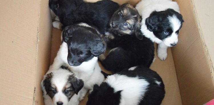 (Fot. słupskie schronisko dla zwierząt)