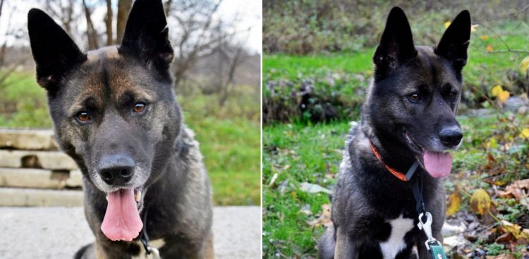 (Fot. słupskie schronisko dla zwierząt)