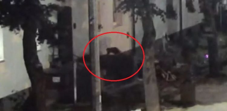 (Fot. kadr z nagrania monitoringu)