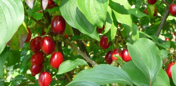 (fot. Radio Gdańsk/Włodek Raszkiewicz)