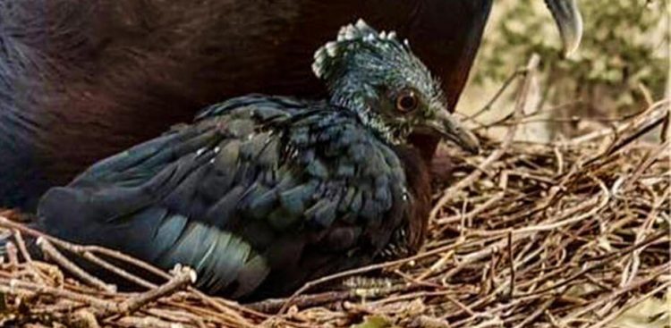 (Fot. Gdański Ogród Zoologiczny)