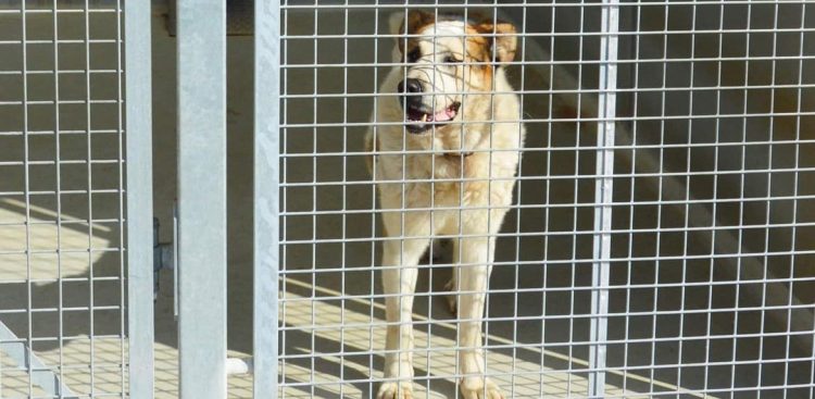 Fot. Schronisko Słupsk