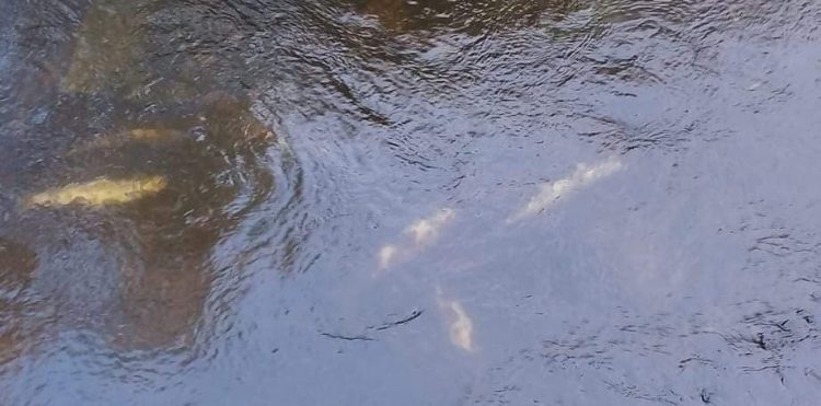 Fot. Zygmunt Mrozowicz