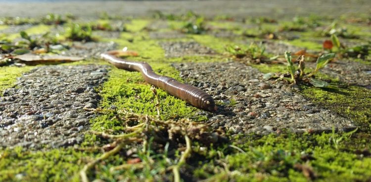 Fot. Catarina / Pixabya.com