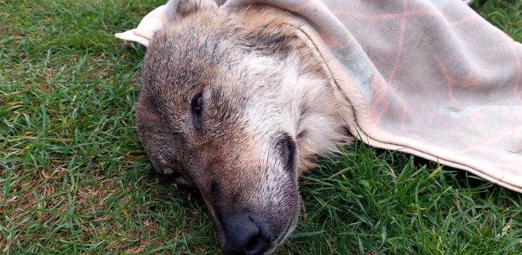 Uratowany wilk (fot. Sebastian Kluska)