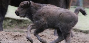 (Fot. Gdański Ogród Zoologiczny)