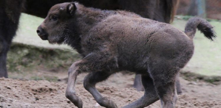 (Fot. Gdański Ogród Zoologiczny)