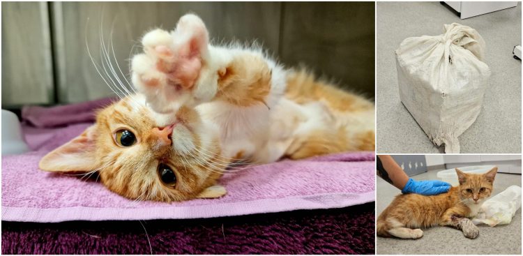 (Fot. słupskie schronisko dla zwierząt)