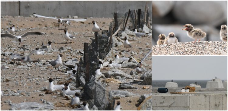 (Fot. materiały prasowe)