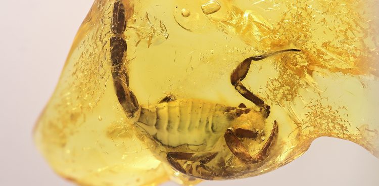 (Fot. Muzeum Gdańska)