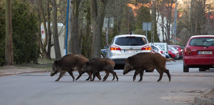 (Fot. Agencja KFP/Anna Rezulak)