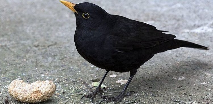 (Fot. Wikimedia Commons)