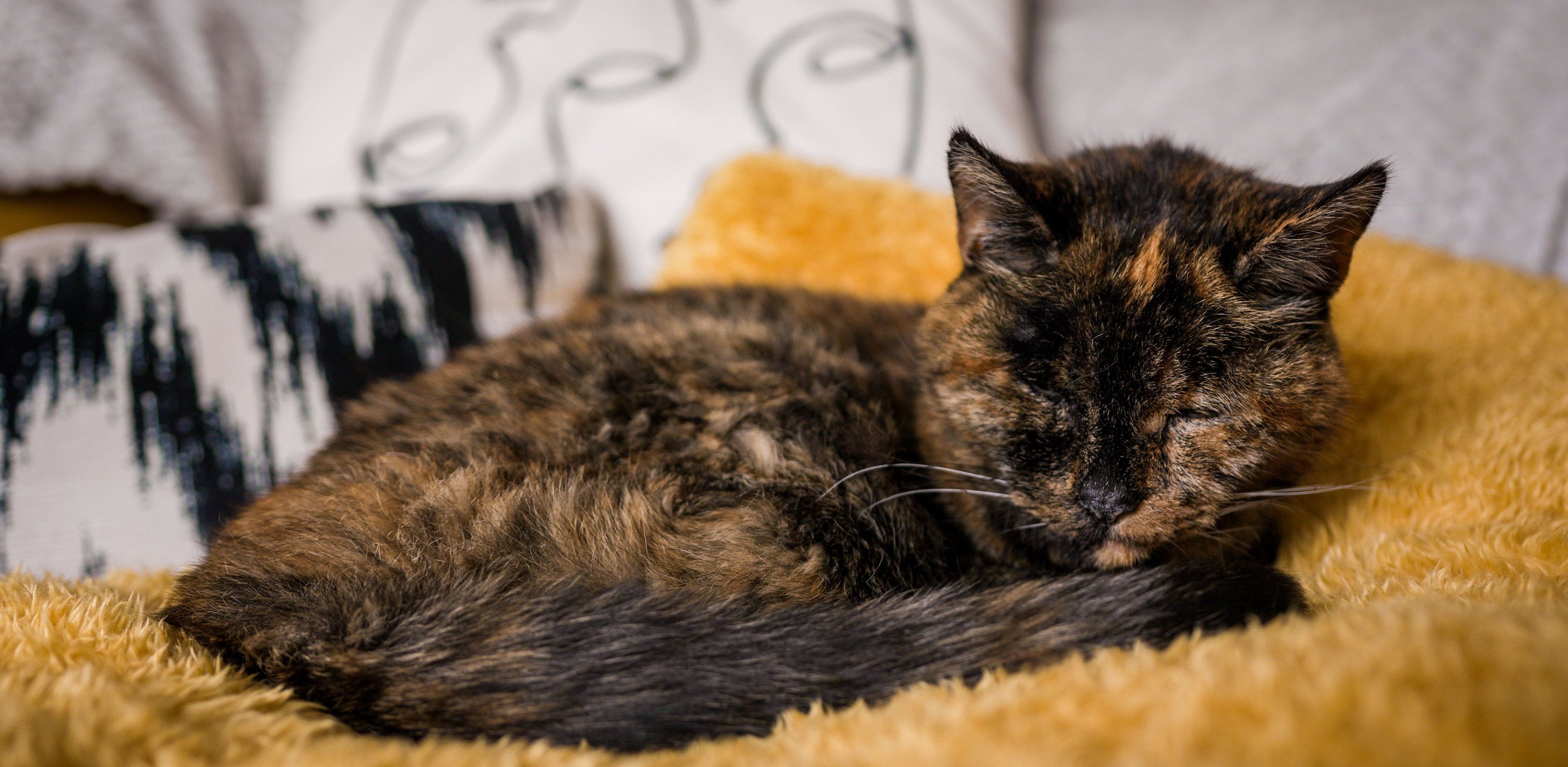 (Fot. Twitter/Guinness World Records)