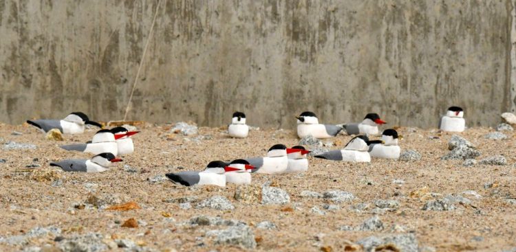 (Fot. materiały prasowe)