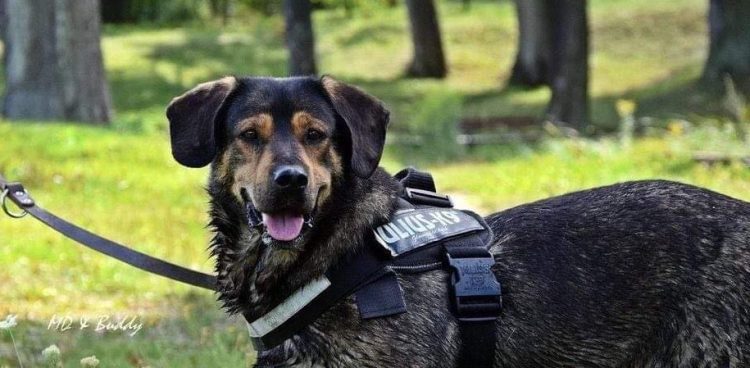 (Fot. słupskie schronisko)