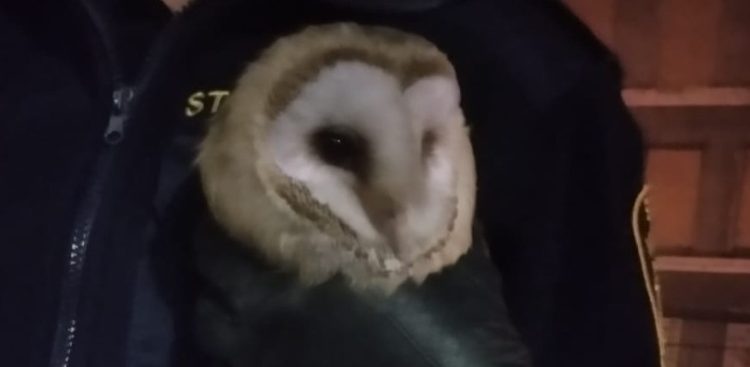 (Fot. Twitter/SM w Gdańsku)