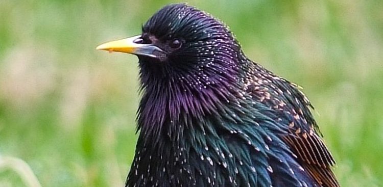 (Fot. Wikimedia Commons)