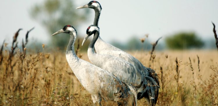 (Fot. Wikimedia Commons)