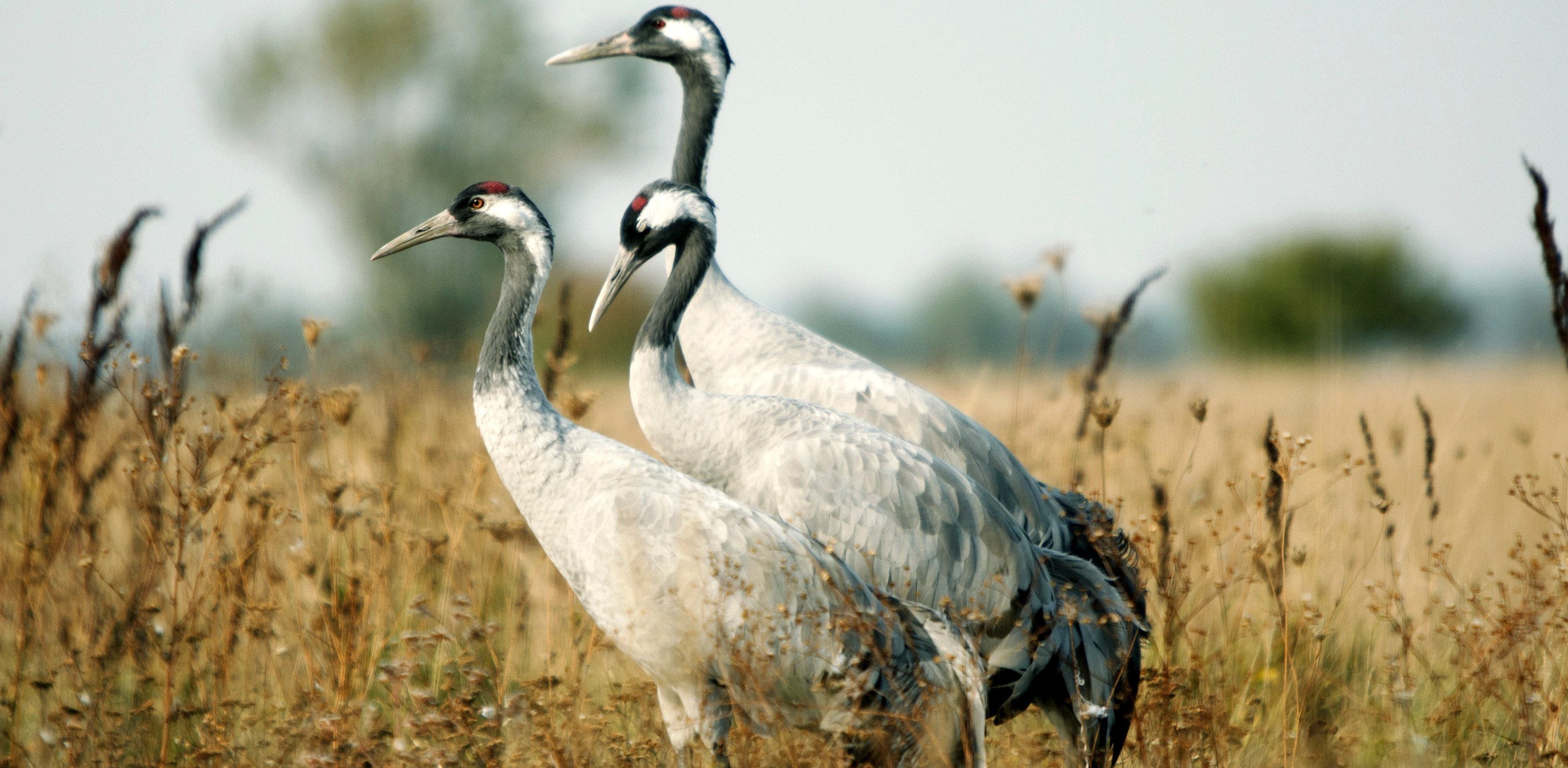 (Fot. Wikimedia Commons)