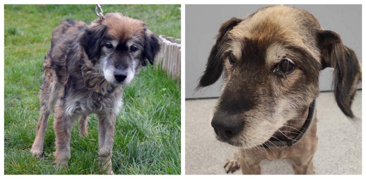 (Fot. słupskie schronisko dla zwierząt)