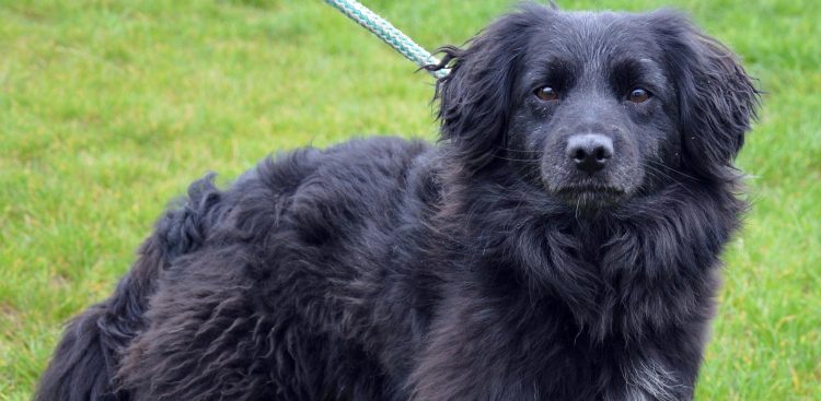 (Fot. słupskie schronisko dla zwierząt)